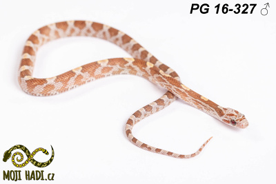 hadi na prodej, mládě, český chov hadů, odchov hadů, mojihadi.cz, Pantherophis guttatus, corn snakes, užovka červená, Diffused Hypo